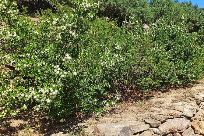 Olbia: visit a myrtle-making factory with tasting - Key Points / Takeaways