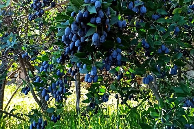 Olbia: visit a myrtle-making factory with tasting - Price and Overall Value