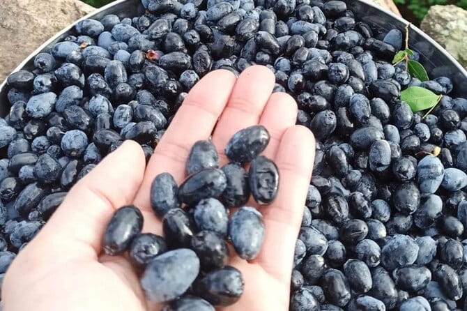 Olbia: visit a myrtle-making factory with tasting - Final Thoughts