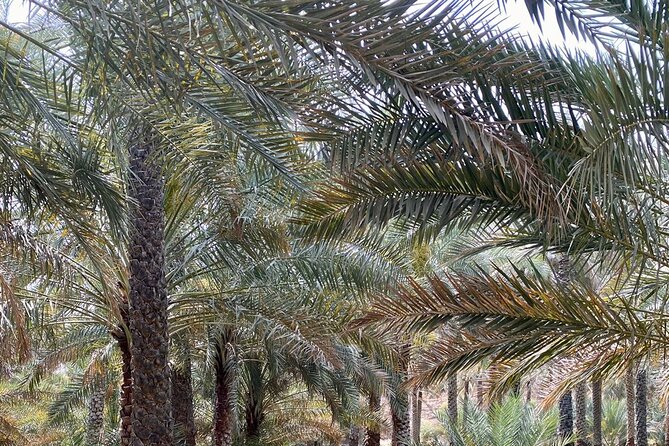 Old Nizwa Authentic Walks - Admiring Nizwa Fort