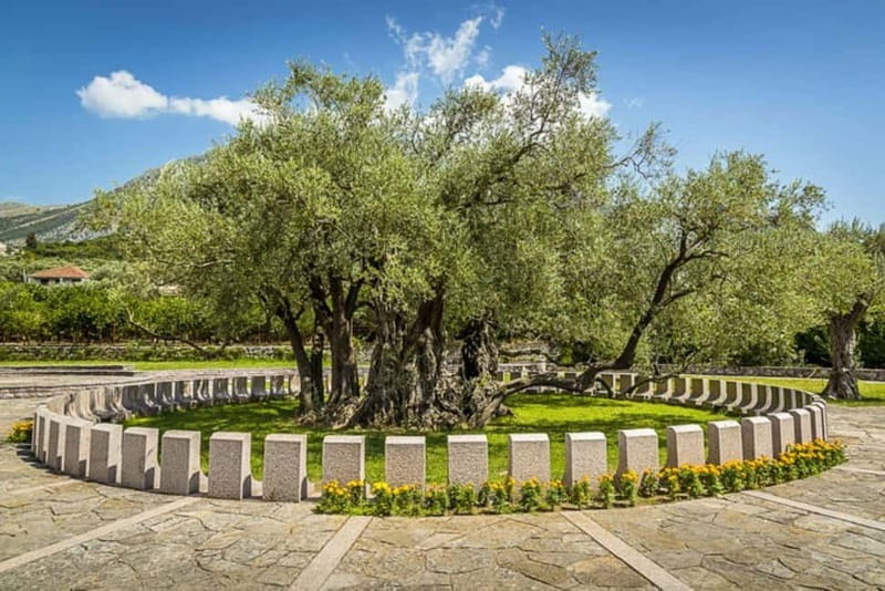 Old Town Bar, Old Olive Tree and the region of olive groves - Discovering Montenegro’s Olive and Historic Treasures