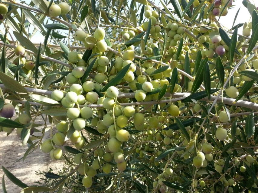 Oleoalmanzora: Guided Tour & Tasting + Pulpí Geode (6-Hours) - Customer Feedback