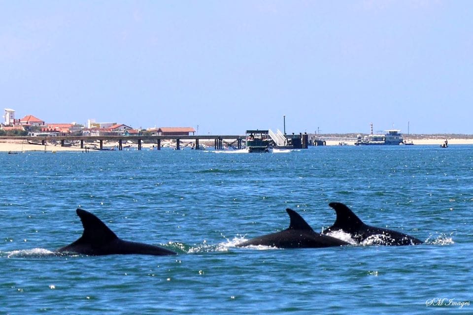 Olhão: Dolphin and Wildlife Watching Boat Tour - Booking Information