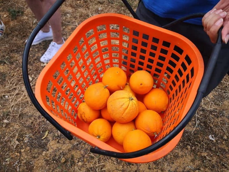 Olhao: Visit to an orange grove, and Silves, orange capital - Key Points / Takeaways