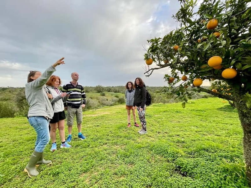 Olhao: Visit to an orange grove, and Silves, orange capital - Practical Details and Logistics