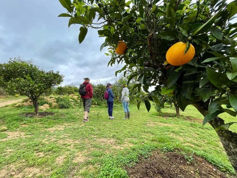 Olhao: Visit to an orange grove, and Silves, orange capital - Price and Value