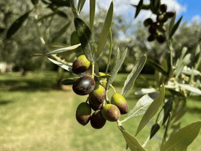 Olive Mill Tour and Tasting in the Verona Countryside - Tasting Olive Oils Like a Connoisseur