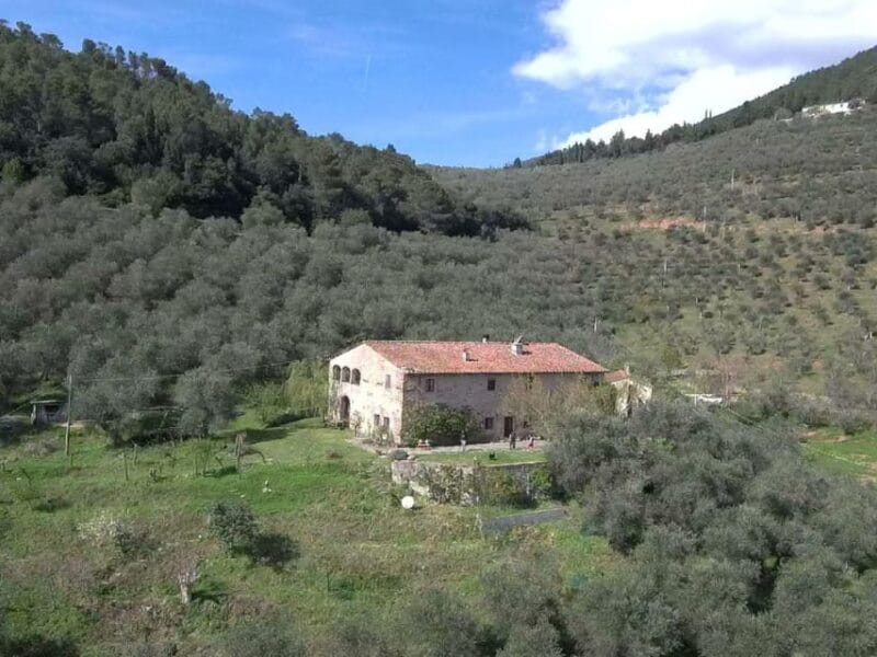 Olive Mill Tour with Oil and Food Tastings near Pisa - Discovering Tuscany’s Olive Heritage in an Authentic Setting
