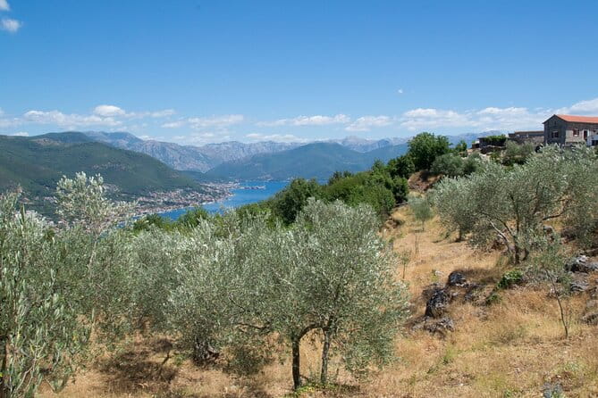 Olive oil farm to fork experience & short walking tour of Kotor - Key Points / Takeaways