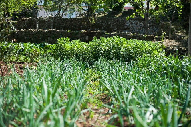 Olive oil farm to fork experience & short walking tour of Kotor - FAQ