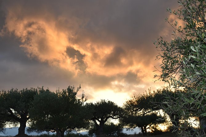Olive Oil Tasting Tour - Tour Inclusions