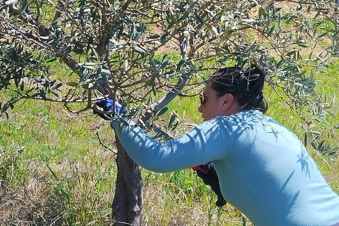 Olive oil tasting with seminar in Metagitsi - Halkidiki - Logistics, Pricing, and Booking Tips