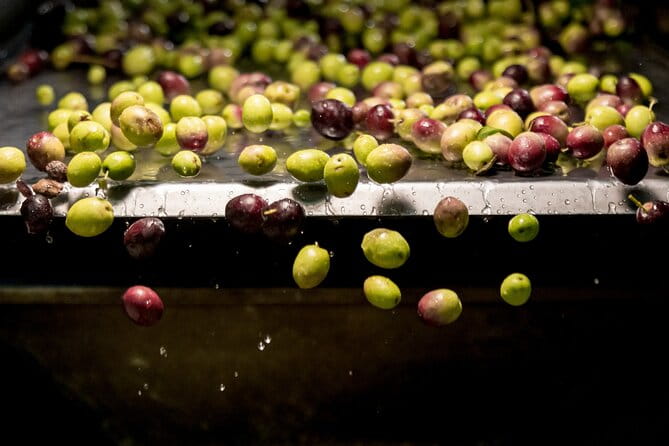 Olive Oil Tour Visit to the oil mill and olive oil tasting - Introduction: An Authentic Sicilian Olive Oil Experience