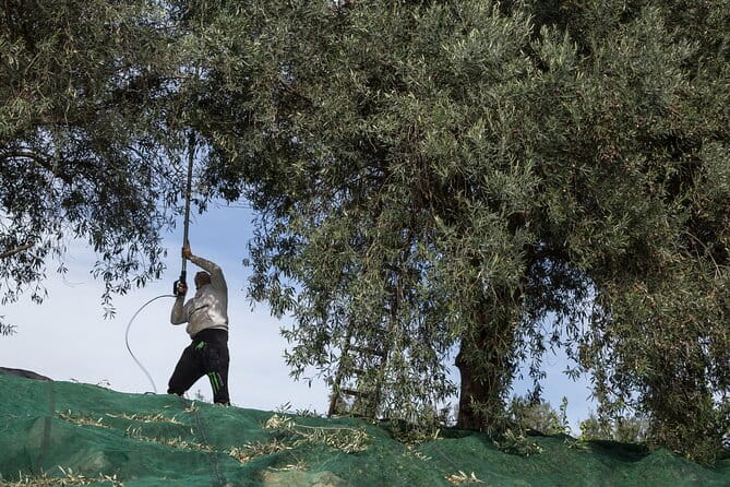 Olive Oil Tour Visit to the oil mill and olive oil tasting - FAQs