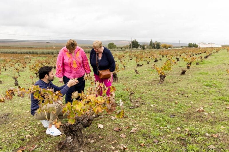 OLIVE OIL & WINE TOUR Organic fields - 5 Wines + 3Olive Oils - Key points / Takeaways