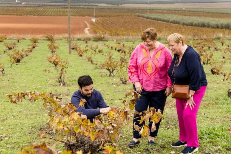 OLIVE OIL & WINE TOUR Organic fields - 5 Wines + 3Olive Oils - Tasting in the Barrel Room: A Flavor-Filled Finale