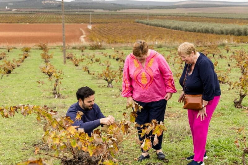 OLIVE OIL & WINE TOUR Organic fields - 5 Wines + 3Olive Oils - Who Is This Tour Best For?