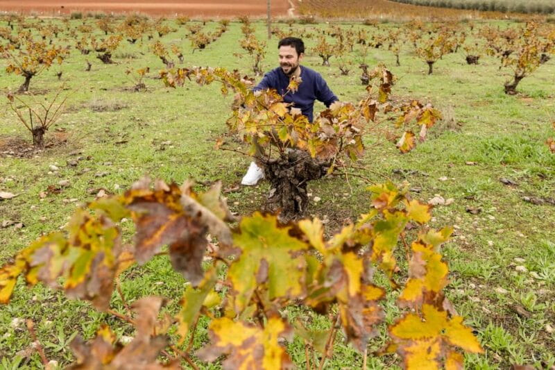 OLIVE OIL & WINE TOUR Organic fields - 5 Wines + 3Olive Oils - Price and Logistics