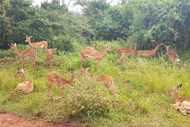 One-Day Akagera National Park Game Drive With a Choice 4x4 - Participation