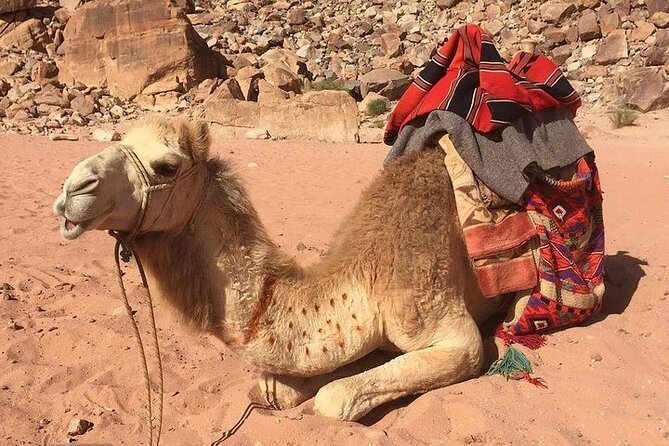 One Day Petra & Wadi Rum From Aqaba - Additional Information