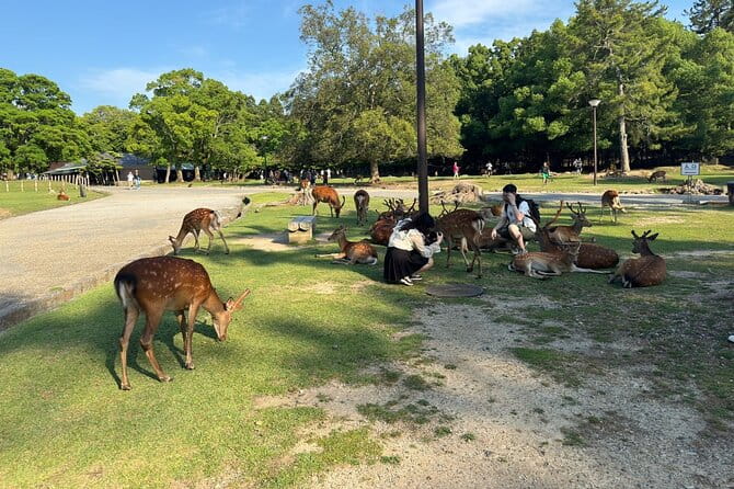 One Day Private Tour in Kyoto and Nara From Osaka - Itinerary for the One Day Private Tour