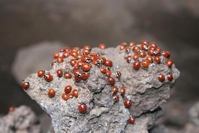 One Day Tour in Catania and Trekking on Etna - Who Will Love This Tour?