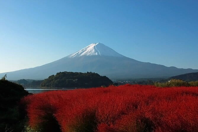 One Day Tour to Oishi Park and Fruit Picking in Mt. Fuji Tokyo - Key Points