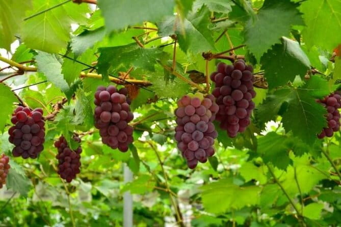 One Day Tour to Oishi Park and Fruit Picking in Mt. Fuji Tokyo - Fruit Picking Opportunities