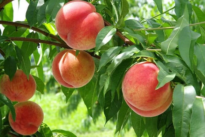 One Day Tour to Oishi Park and Fruit Picking in Mt. Fuji Tokyo - Important Booking Information