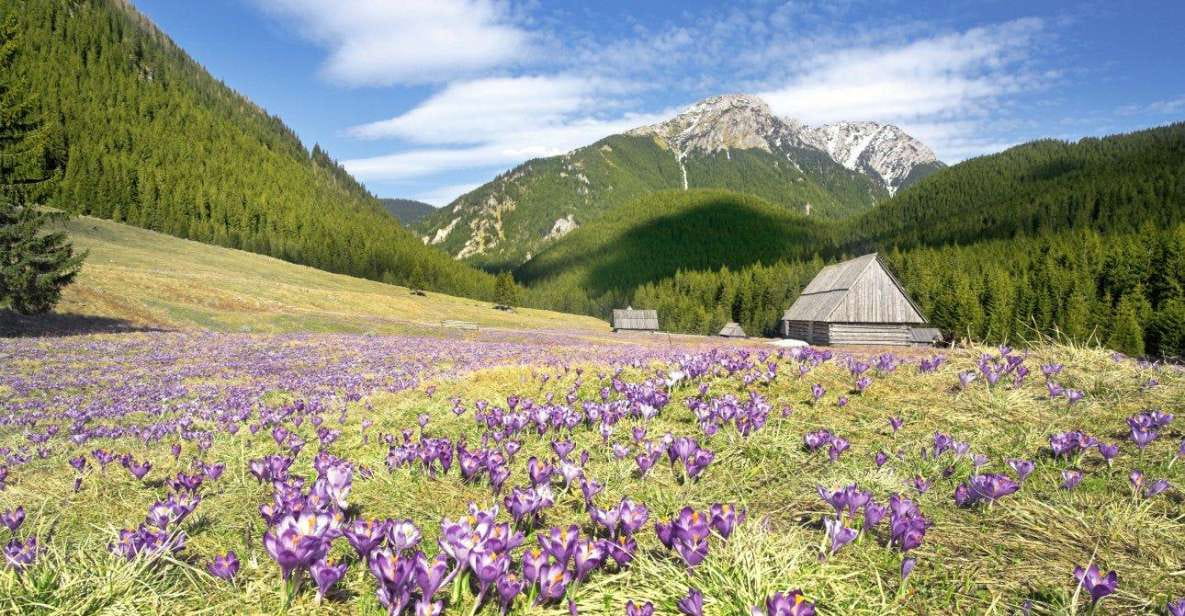 One Day Tour to Zakopane Tatra Mountains From Krakow - Transportation and Driver
