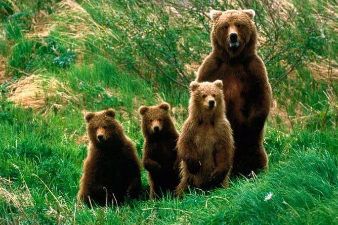 One day trip Bear Sanctuary Dracula Castel and Rasnov Fortress from Brasov - The Sum Up: Is It Worth Your While?