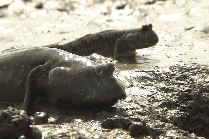 One-Way Day Trip to Nagasaki via Saga From Fukuoka With Minibus7m - Additional Information