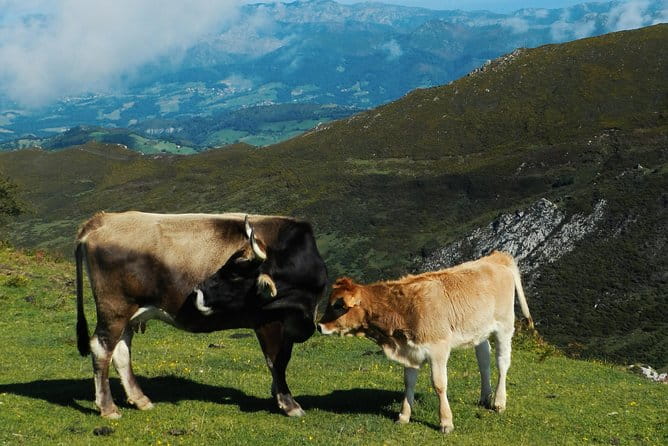 One-way Private Transfer From/To Asturias Airport - Quick Overview of the Asturias Airport Private Transfer