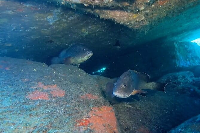 Open Water Diver course - FAQ: Questions About the Sardinian Open Water Diver Course