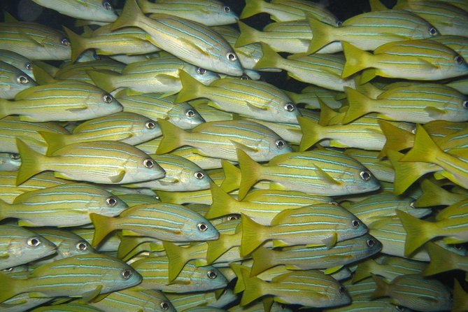 Open Water Diver Course in Lanzarote - Included Equipment and Amenities