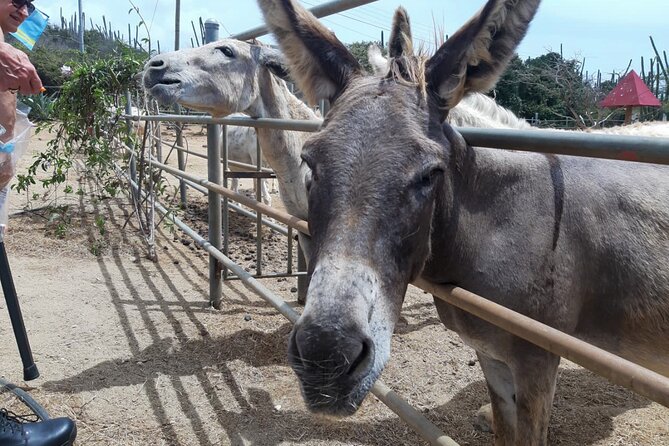 Oranjestad Full Day Cultural Tour - Included Amenities