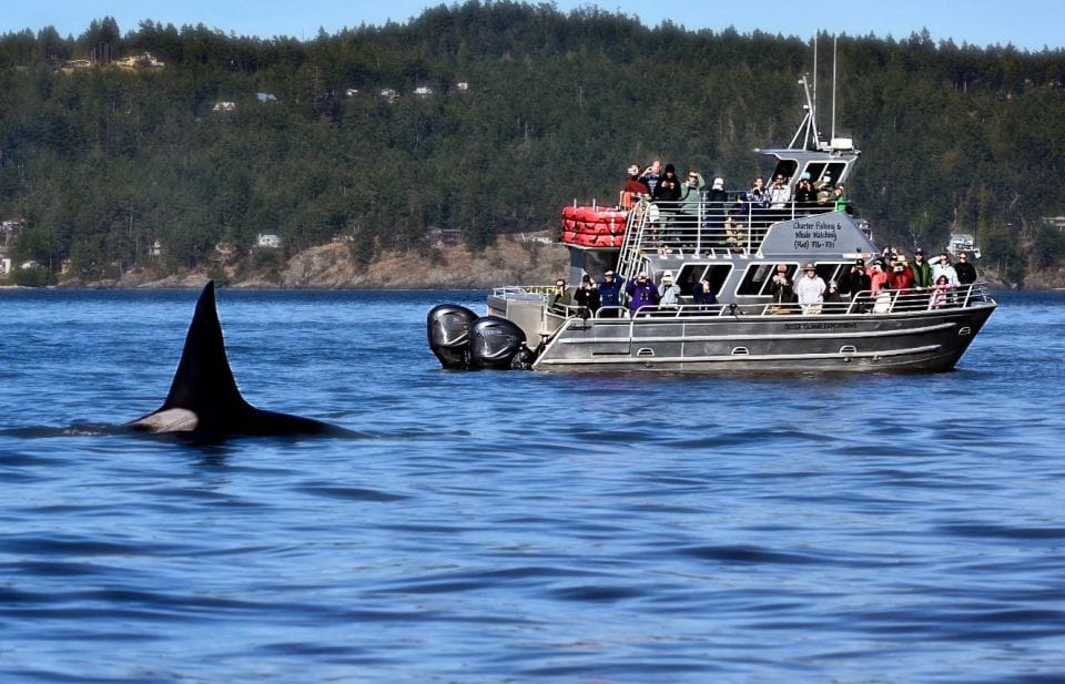 Orcas Island: Orca Whales Guaranteed Boat Tour - Frequently Asked Questions
