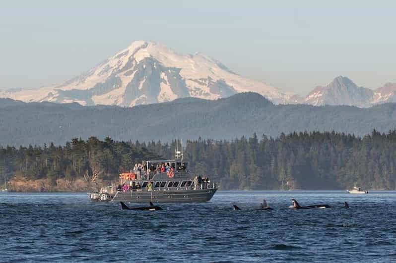 Orcas Island: Whale and Orca Guided Speedboat Tour - Key Points