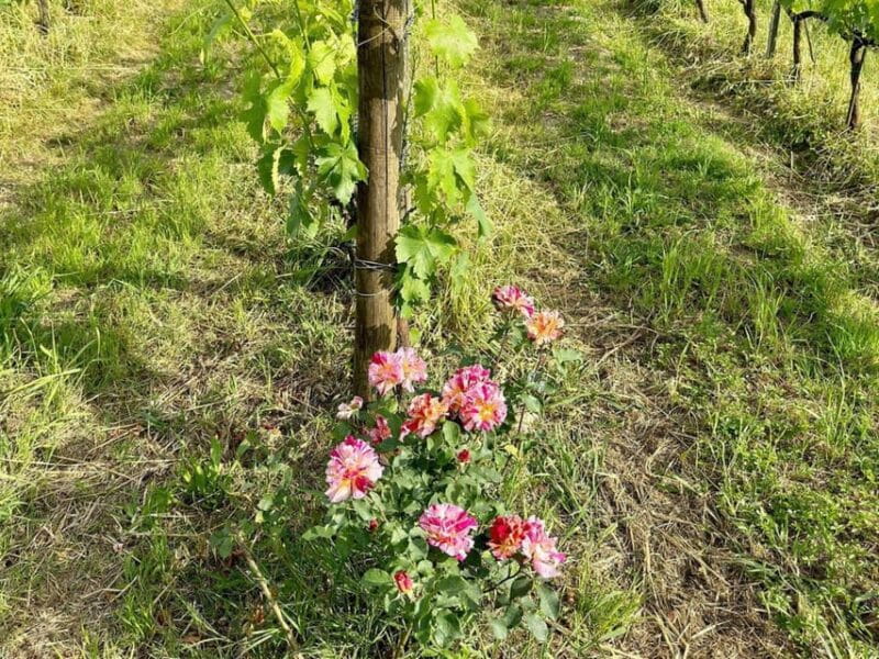 Organic and Biodynamic Winery Tour and Tasting in Lucca - Key Points / Takeaways