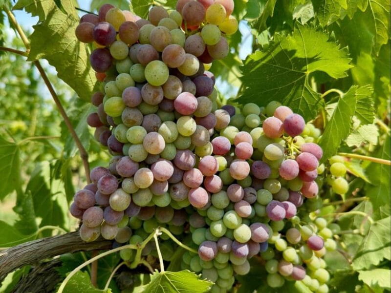 Organic and Biodynamic Winery Tour and Tasting in Lucca - Practical Tips for Your Visit