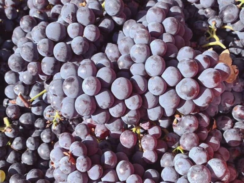 Organic and Biodynamic Winery Tour and Tasting in Lucca - Final Thoughts