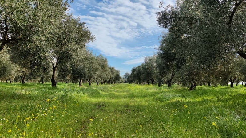Organic EVOO tasting and guided visit to a family-run organic olive grove - Logistics and Practical Details: How It Works