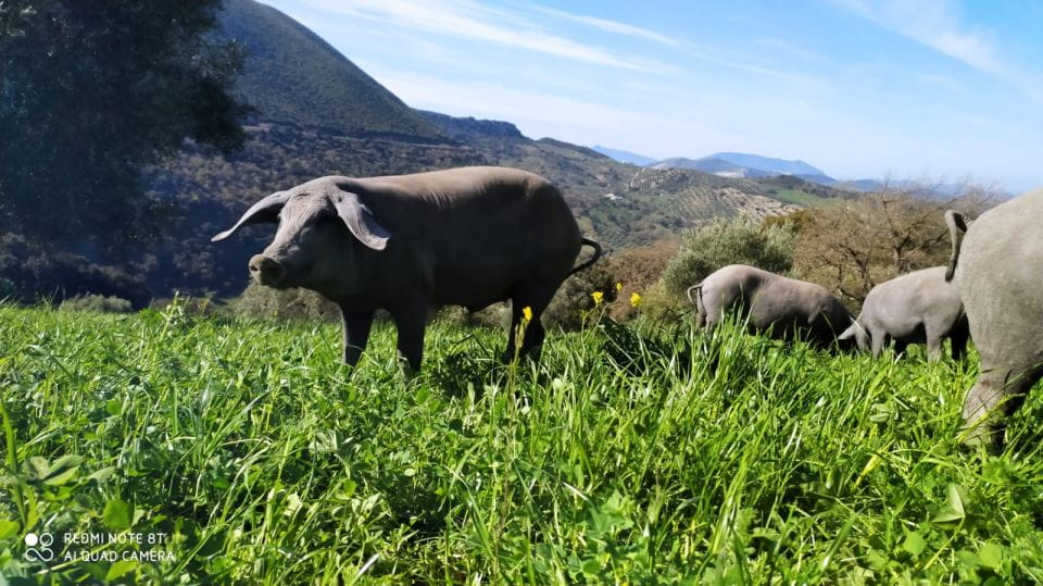 Organic Iberian Pig Farm Experience, Food&Ecofriendly - Location and Accessibility Details