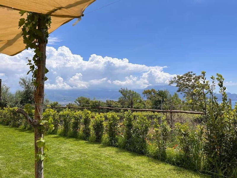 Organic Lunch With Wine Tasting from Pompeii - The Sum Up