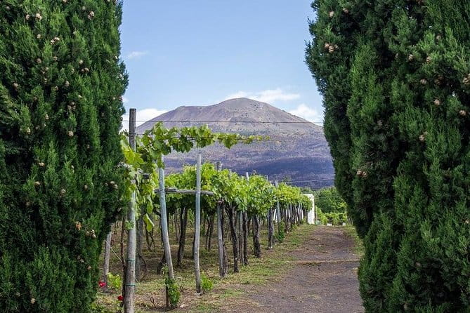 Organic Wine Tasting & Lunch on Vesuvius with Transfer from Sorrento Peninsula - An In-Depth Look at the Experience
