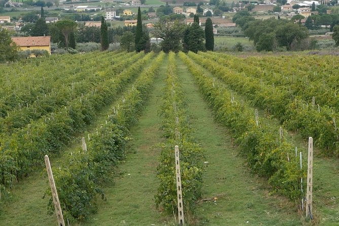 Organic Winery tour with Full Lunch from Assisi - Who Will Love This Tour?