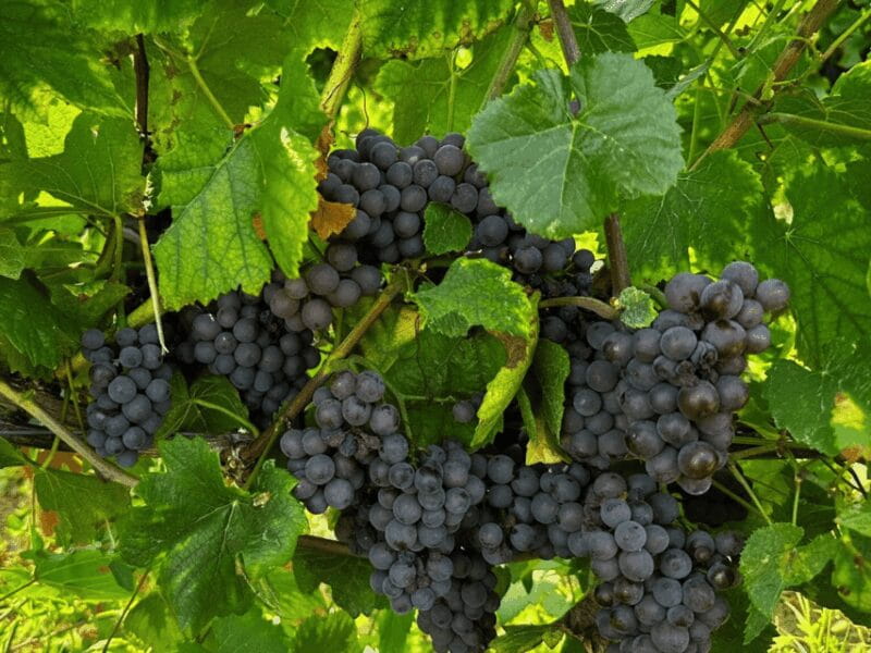 Organic Winery Visit & Wine Tasting with Food in Pavia - FAQ