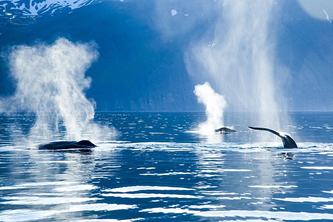 Original Carbon Neutral Whale Watching Tour From Húsavík - On-board Refreshments and Experience