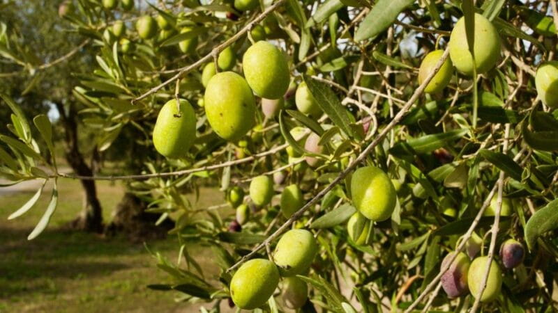 Oristano: Olive Tree Grove Guided Visit with Tasting - Discovering Sardinia’s Olive Heritage: A Complete Guide