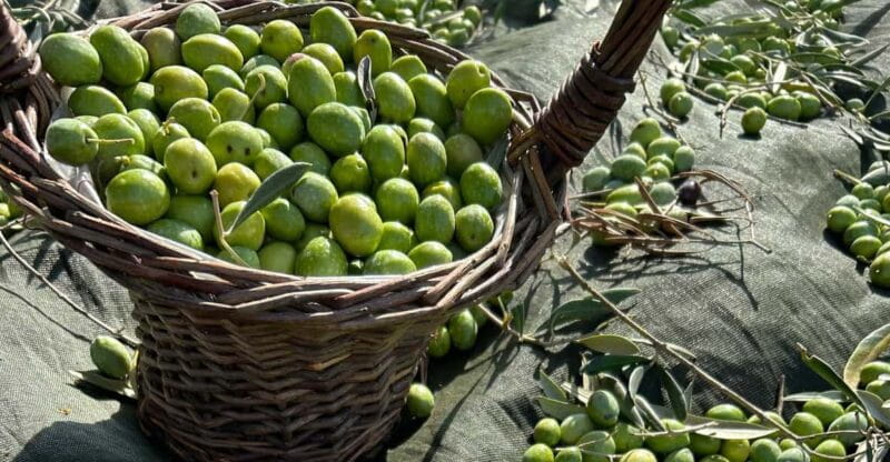 Oristano: visit a farm with oil tasting - Tasting and Pairing: A Culinary Adventure